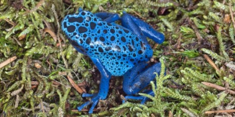 Ein blauer Frosch mit schwarzen Punkten sitzt im Gras.