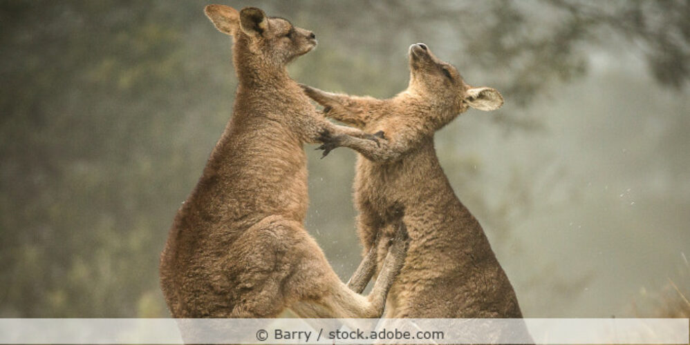 Zwei kämpfende Kängurus in der Natur.