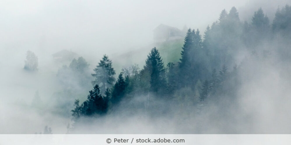 Bäume im Nebel an einem Berghang.