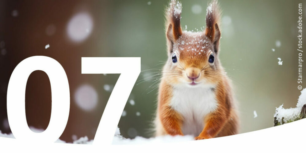 Ein Eichhörnchen im Schnee als Bild für den 7. Dezember im Adventskalender.
